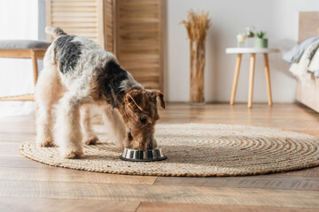 wirehaired fox terrier eating pet food from bowl on round rattan carpet.