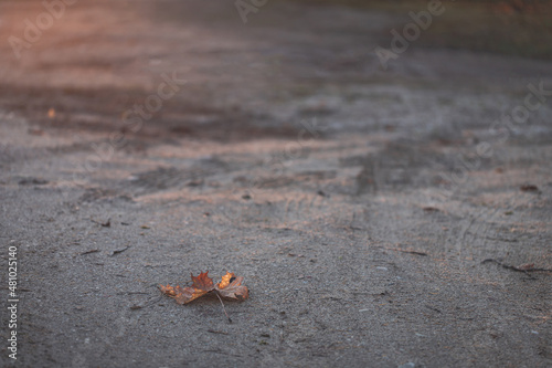 maple leaf on ground in sunrise light