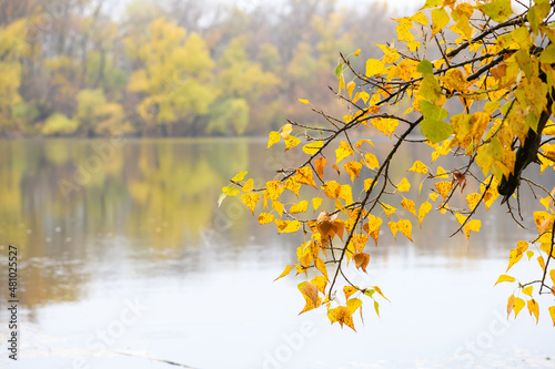Tree branches with yellow leaves at coast of river