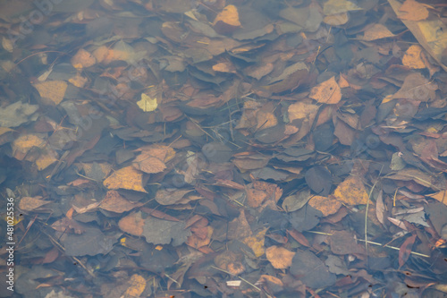 Fallen leaves at the bottom of pond in autumn day