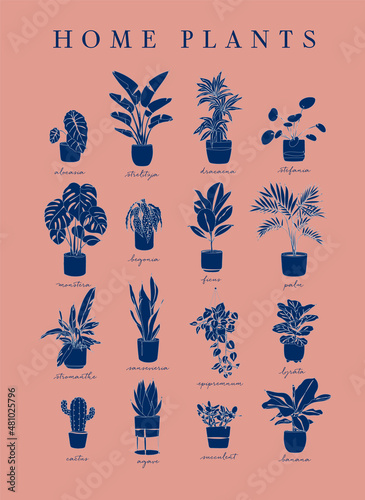 Poster home plants in linear style alocasia, strelitzia, dracaena, stefania, monster, begonia, ficus, palm, stromanthe, epipremnum, lyrata, cactus, agave, succulent, banana on coral background