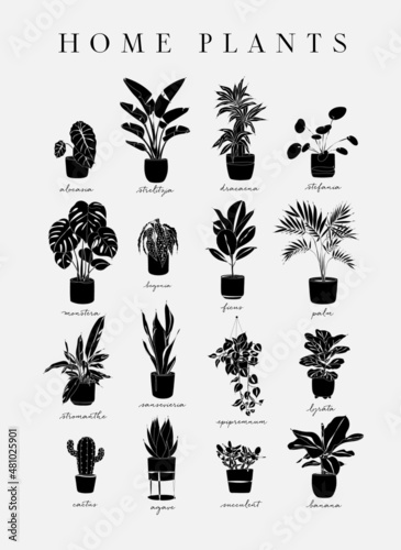 Poster home plants in linear style alocasia, strelitzia, dracaena, stefania, monster, begonia, ficus, palm, stromanthe, epipremnum, lyrata, cactus, agave, succulent, banana drawing with black