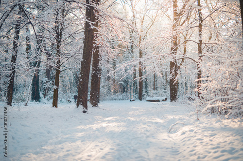 Snowy winter landscape panorama with dreamy sunlight. Idyllic winter nature, adventure and freedom scenic. Amazing seasonal landscape, forest path and snow. Majestic winter landscape, wonderland © icemanphotos
