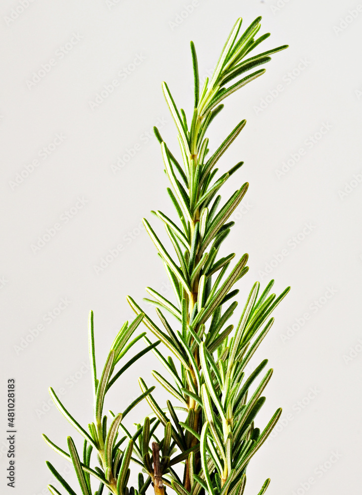 Obraz premium Ramos de Alecrim.