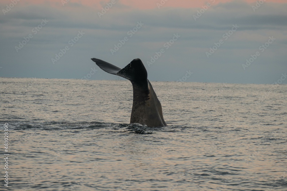 Fototapeta premium Fin of a sperm whale in north Norway