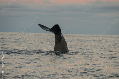 Fin of a sperm whale in north Norway photo