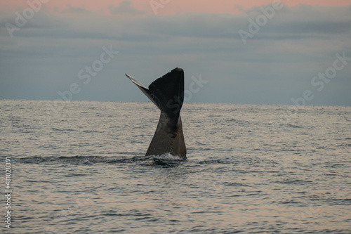 Fin of a sperm whale in north Norway photo