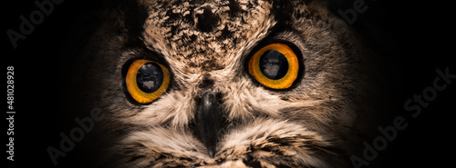 Yellow eyes of owl close up on a dark background. Selective focus. © vladk213