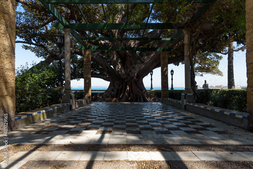 Big ficus tree in Alameda Apodaca Gardens with the harbor of Cadiz in the background, Andalusia, Spainn photo