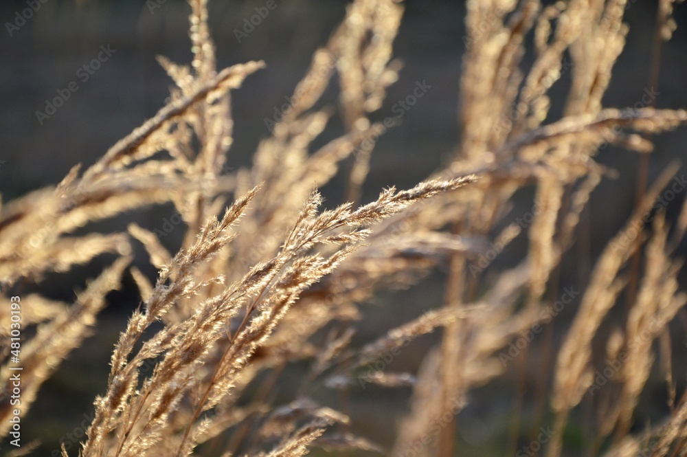 Fototapeta premium Grass in the park, garden, meadow. Macro. Beautiful wallpaper.