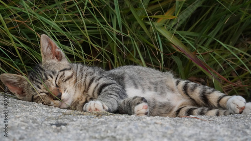 Fototapeta Naklejka Na Ścianę i Meble -  cat on the grass