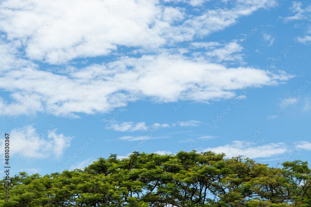 sky and trees sky and trees