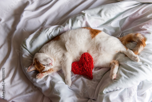 Ginger, domestic cat lies on a white bed, hugging a red heart. Holiday postcard. Pet shelter.