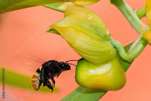 Abejas volando sobre una flor para buscar néctar y polen