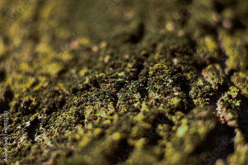 Fotografía Macro corteccia