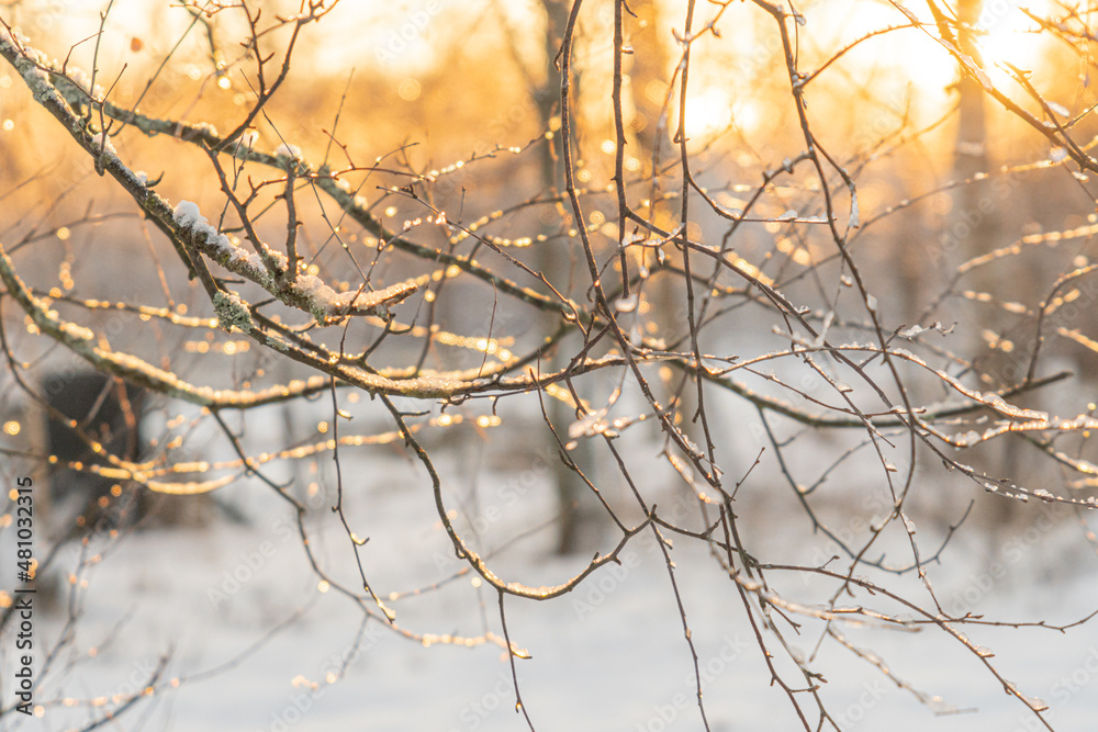 Obraz premium The sun's rays make their way through the branches of trees.. Winter nature.close up..