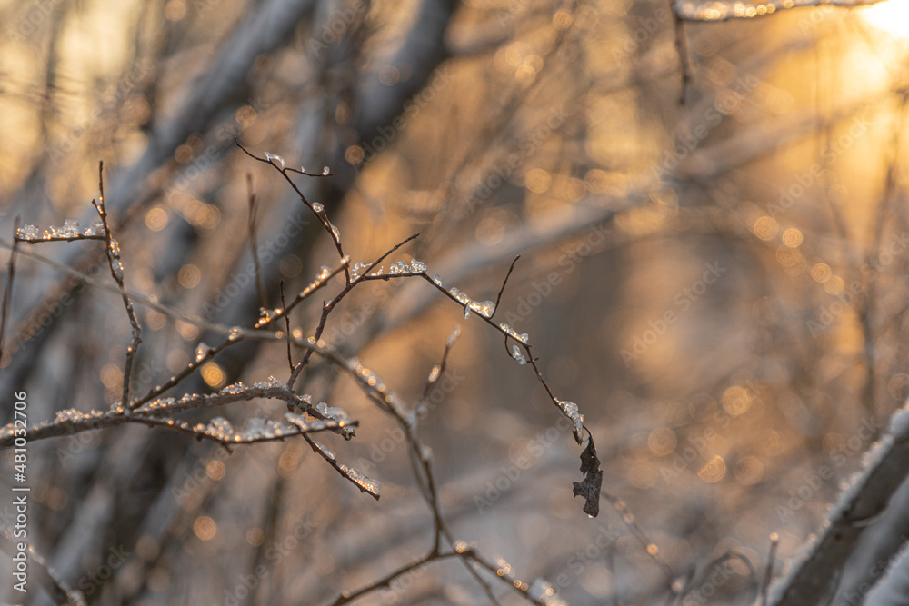 The sun's rays make their way through the branches of trees.. Winter nature.close up.. The sun's rays make their way through the branches of trees.. Winter nature.close up..