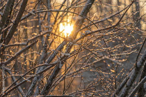 The sun's rays make their way through the branches of trees.. Winter nature.close up..