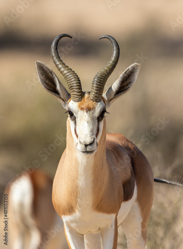 Springbok in the Kgalagadi