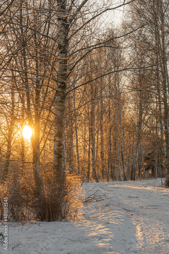 Path between trees covered with snow on a sunny day. Scandinavian nature. Finland.