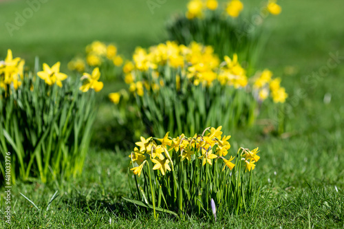 Vibrant Daffodils in Sussex, with a Shallow Depth of Field