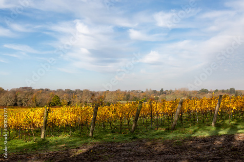 Colourful vines on a November Morning