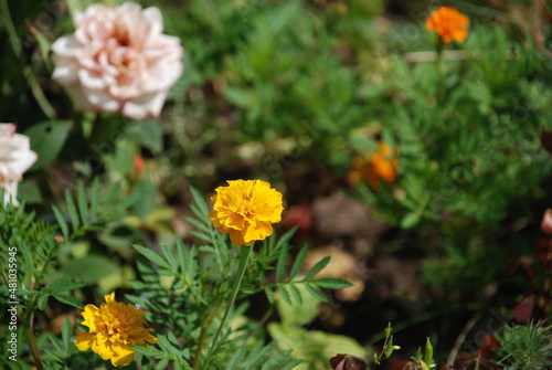 Different flowers in the flower bed. Yellow and orange daisy flowers grow next to each other among green grasses and leaves. Next to them are pink zinnias.