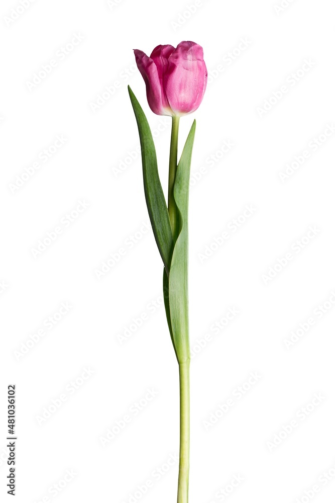 Beautiful fresh color tulips flower Beautiful fresh color tulips flower