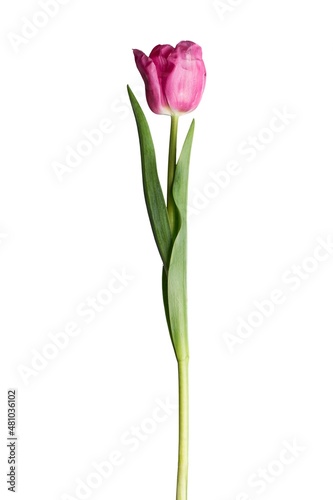 Beautiful fresh color tulips flower © BillionPhotos.com