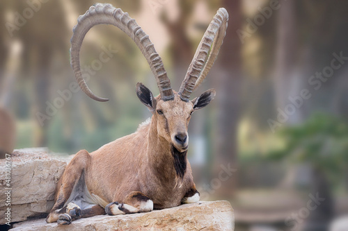 ibex in the desert of Israel
 photo