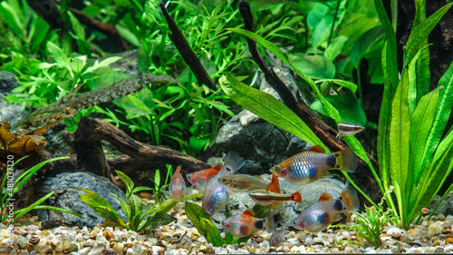 A green beautiful planted tropical freshwater aquarium with fishes.Freshwater aquarium fish, The Sail-fin molly, (Poecilia velifera ), gold, white, silver and dalmatin mutation