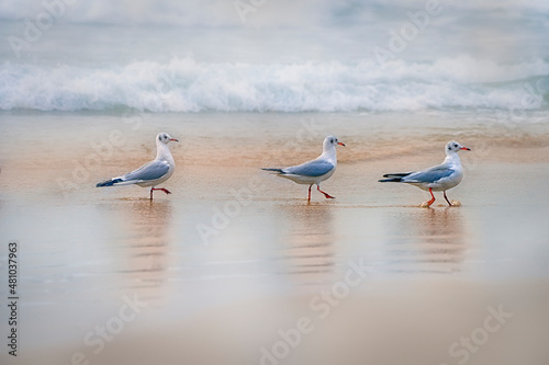 Amazing birds of Israel  birds of the Holy Land 