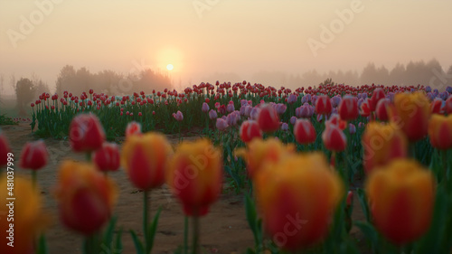 Early morning in tulip field in springtime. Beautiful flower garden in sunrise.