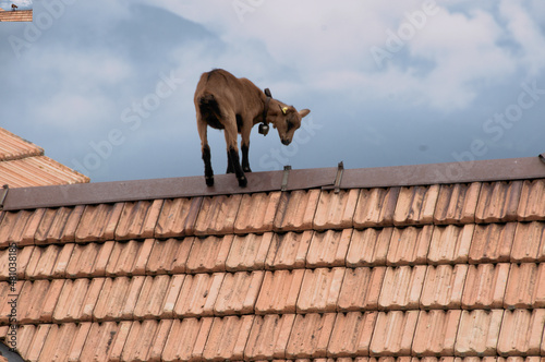 Goat on a terracotta roof, Alp Palfries, Switzerland photo