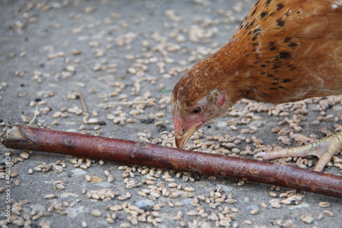 A young farmer's orange-brown chicken eats grain feed at the village farmstead