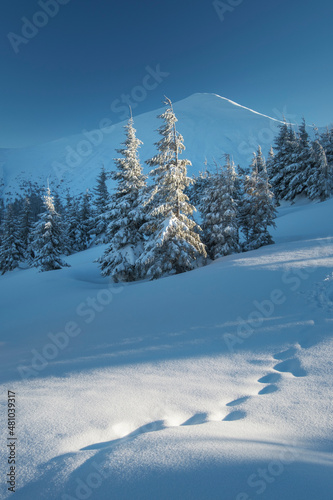 light spot on paths on snow in winter forest © sergejson