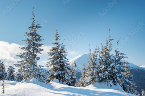 winter day in pine forest in highland of Ukraine