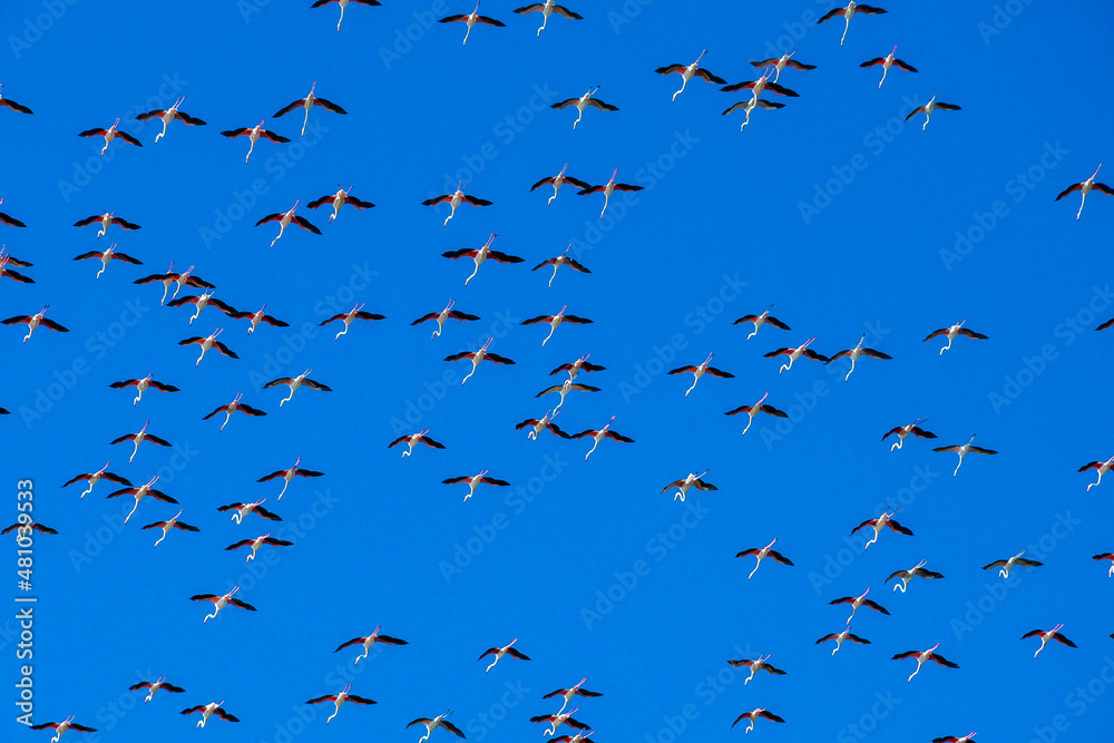 Fototapeta premium Grupo de Flamencos sobrevolando la Albufera de Valencia. Llegan las primeras migraciones flamencas. 