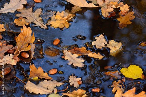 fallen oak leaves and acorns on the water surface