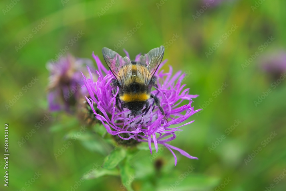 Bumblebee collects nectar on a wild aster flower. Bumblebee collects nectar from a flower. Bumblebee collects nectar on a wild aster flower. Bumblebee collects nectar from a flower.