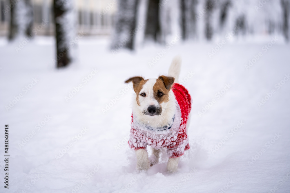 Jack russell terrier wear in red sweater during walking with snow on Winter Jack russell terrier wear in red sweater during walking with snow on Winter