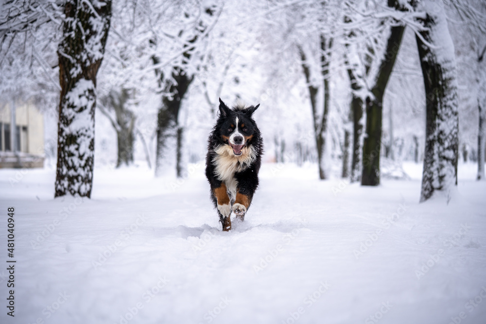 bernese mountain dog covered with snow walking through the big snow drifts. a lot of snow on winter streets