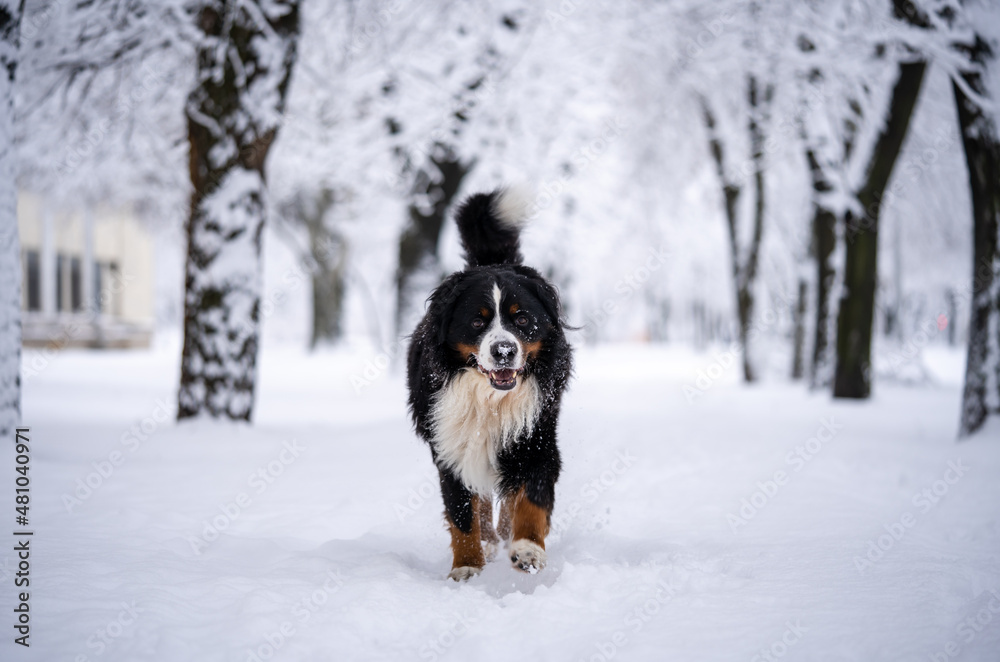 bernese mountain dog covered with snow walking through the big snow drifts. a lot of snow on winter streets bernese mountain dog covered with snow walking through the big snow drifts. a lot of snow on winter streets