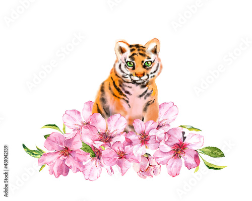 Young tiger in pink flowers of apple  cherry blossom. Watercolor animal for Chinese new year 2022. Wild cat pet and plum  peach blooming