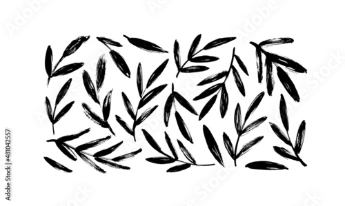 Fotografering Olive branches with long leaves vector collection