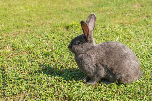Fluffy grey rabbit sitting in a green grass meadow on a sunny day © Damian Pawlos