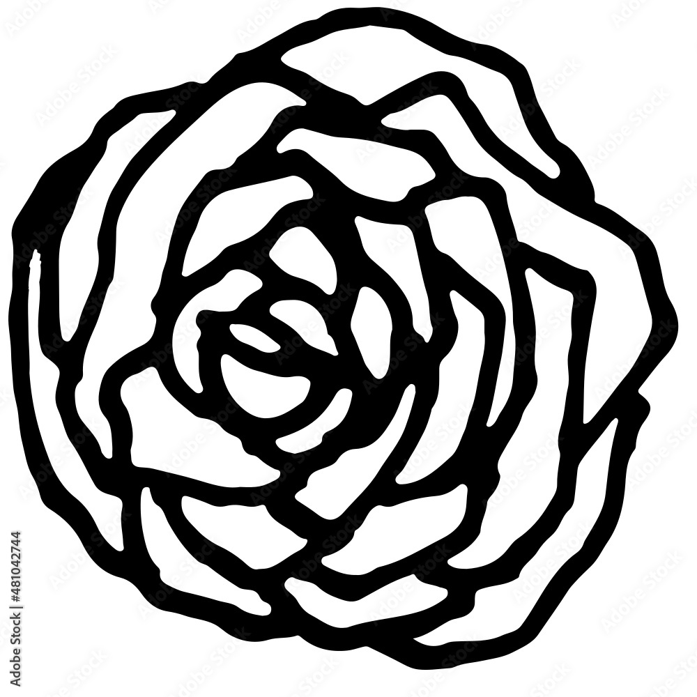 A beautiful blooming rose is used for decoration and background. A beautiful blooming rose is used for decoration and background.