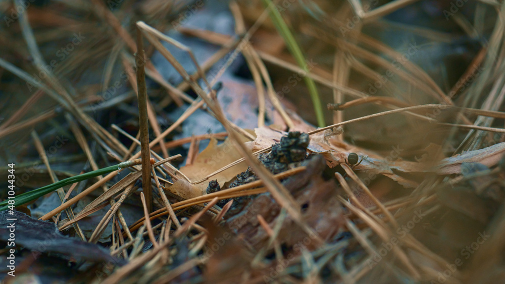 Little ants searching for food in close up ground wild forest autumn leaves. Little ants searching for food in close up ground wild forest autumn leaves.