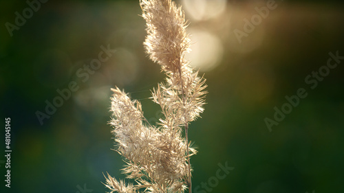 Field spikelet in sunlight on wild meadow. Charming spring ecology natural view.