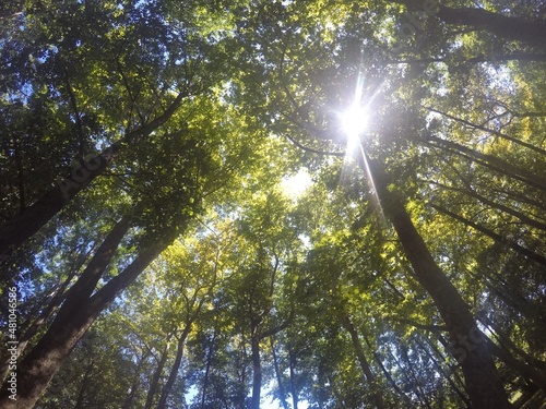 sun rays through trees
